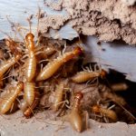 Termite Control Services in Noida | Anti Termite Treatment Noida