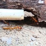 Preventing Termite Infestations: Protect Your Home