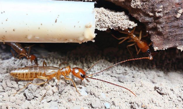 Preventing Termite Infestations: Protect Your Home