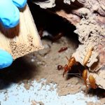 Choosing a Reliable Termite Control Company in Noida