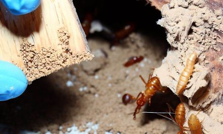 Choosing a Reliable Termite Control Company in Noida