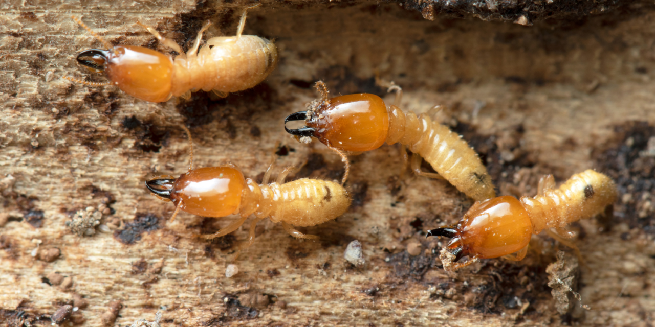 How Termite Pest Control Services in Delhi NCR