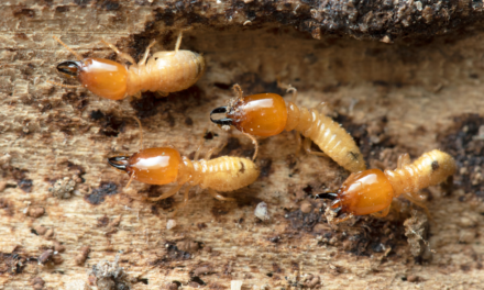 How Termite Pest Control Services in Delhi NCR