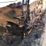 Understanding Termite Behavior