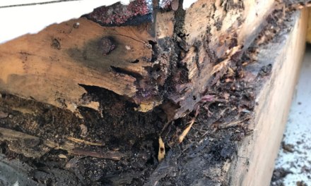 Understanding Termite Behavior