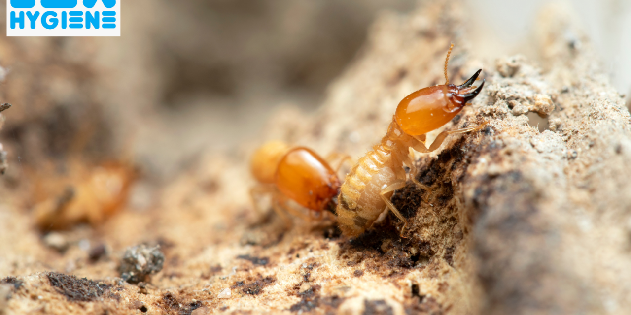 How Termite Pest Control Reduces Business