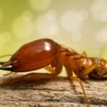 How to Protect Your Home with Termite Control in Greater Noida