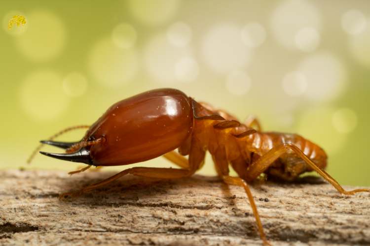 How to Protect Your Home with Termite Control in Greater Noida