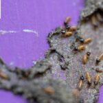 How to Choose the Best Termite Control Company in Noida