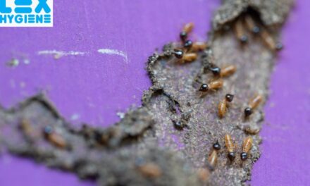 How to Choose the Best Termite Control Company in Noida