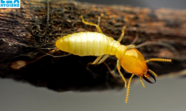 Top Termite Control Services in Noida: Protect Your Home Today