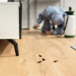 Termite Treatment in Noida: Costs, Process, and Prevention Tips
