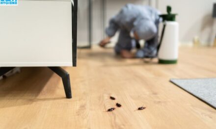 Termite Treatment in Noida: Costs, Process, and Prevention Tips