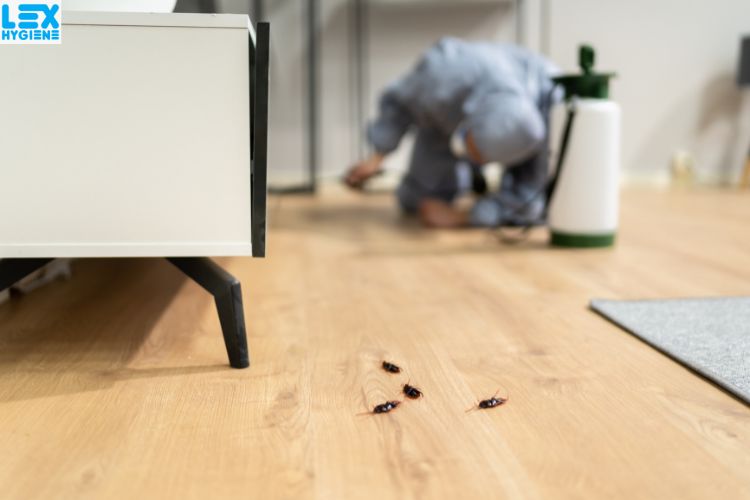 Termite Treatment in Noida: Costs, Process, and Prevention Tips