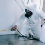 Why Termite Control in Noida is Essential for Your Home’s Safety