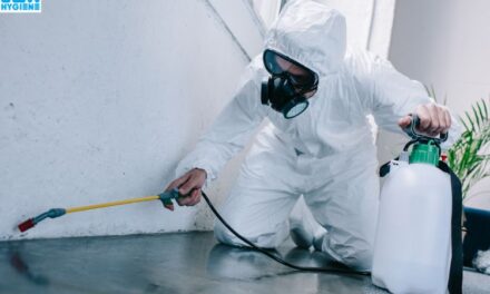 Why Termite Control in Noida is Essential for Your Home’s Safety