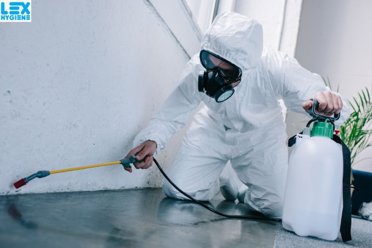 Why Termite Control in Noida is Essential for Your Home’s Safety
