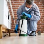  How to Find the Best Termite Control Near Me: A Quick Guide