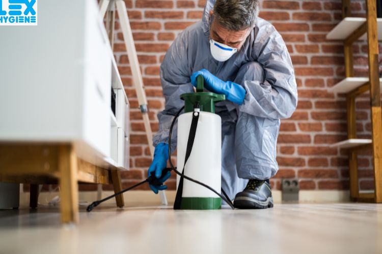 How to Find the Best Termite Control Near Me: A Quick Guide